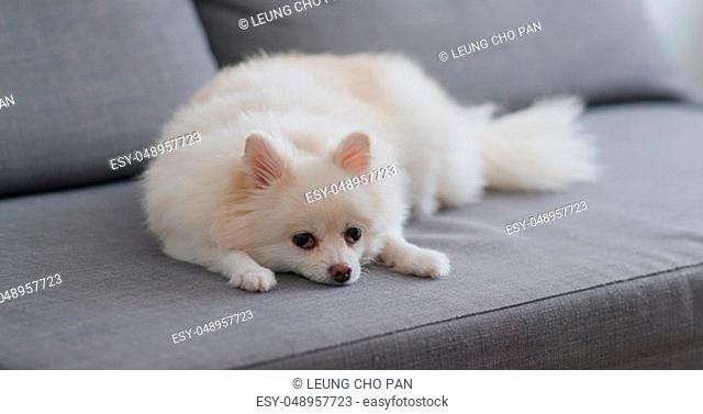 Pomeranian dog lying on sofa at home