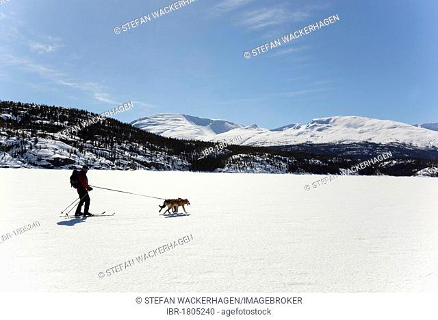 Woman skijoring, skijoering, sled dogs pulling cross country skier, dog sport, Alaskan Huskies, frozen Lake Lindeman, mountains behind, Coastal Range