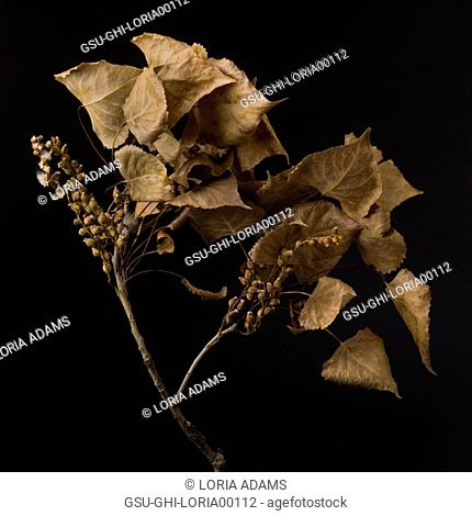 Dried Leaves and Seed Pods on Branch Against Black Background