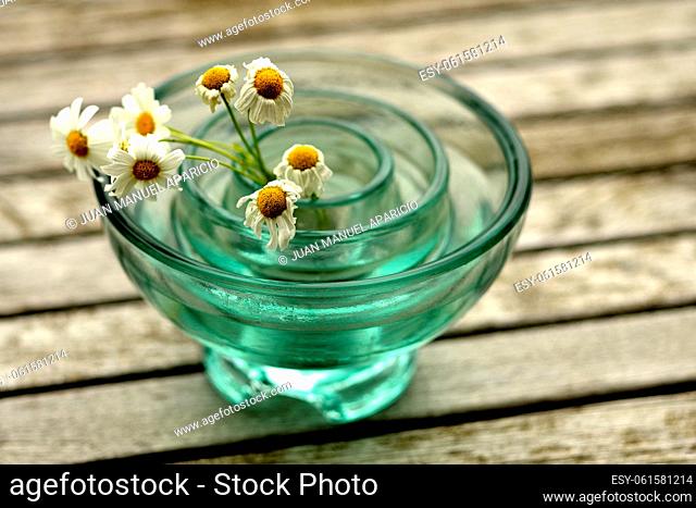 Wilted Daisies on the pot
