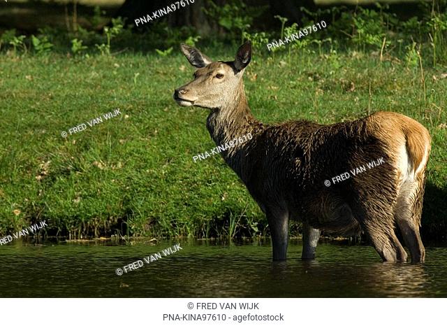 Red Deer Cervus elaphus - Dülmen, Münsterland, North Rhine-Westphalia, Germany, Europe