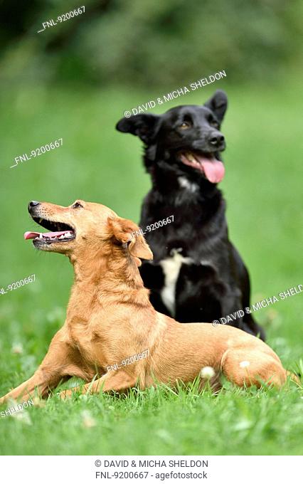 Two mixed breed dogs on a meadow