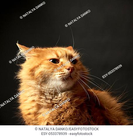 portrait of a redhead adult cat with a big mustache, close up, black background