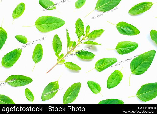 Fresh holy basil leaves on white background