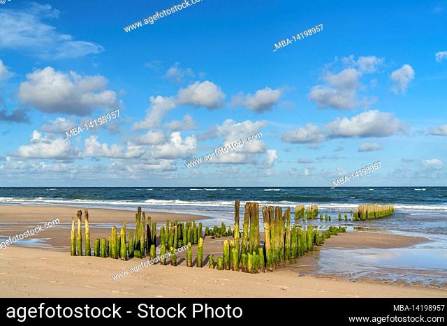 Wooden groynes in front of Rantum at low tide, Sylt Island, Schleswig-Holstein, Germany