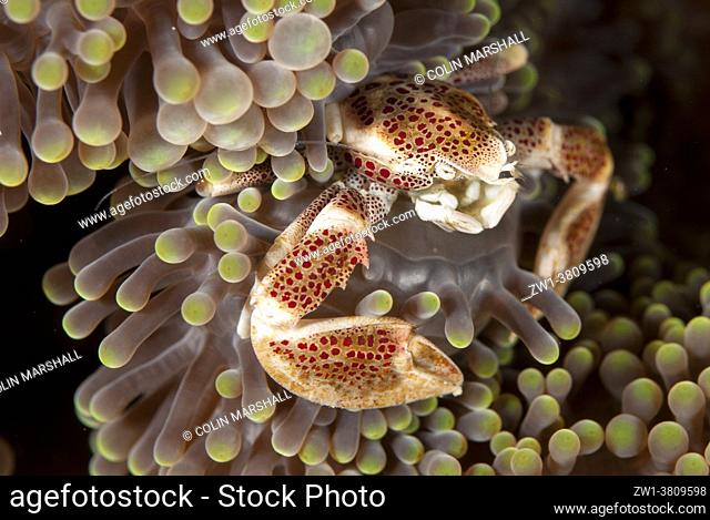 Porcelain Crab (Neopetrolisthes maculatus) in Magnificent Sea Anemone (Heteractis magnifica), Barracuda Point dive site, Sipadan Island, Sabah, Malaysia