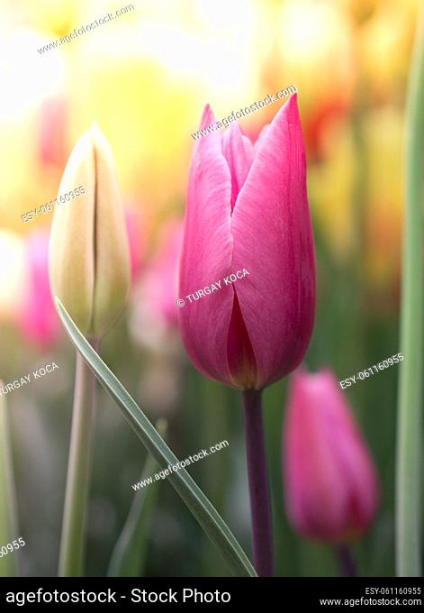 Outstanding colorful tulip flower bloom in the spring garden