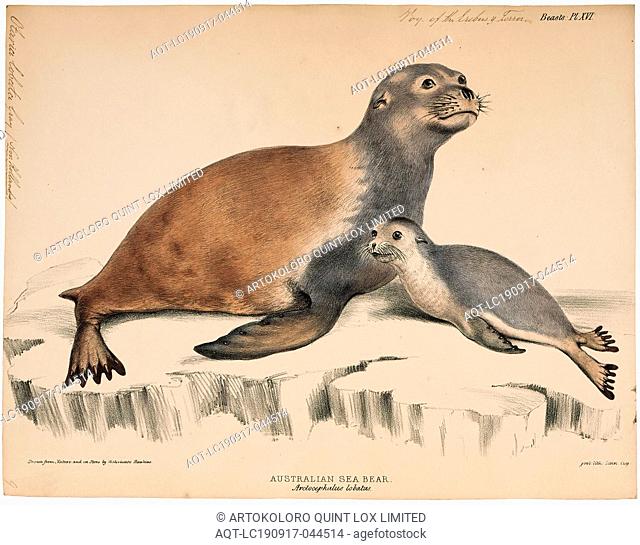 Otaria lobata, Print, South American sea lion, The South American sea lion (Otaria flavescens, formerly Otaria byronia), also called the Southern Sea Lion and...