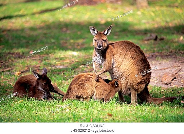 Kangaroo Island Kangaroo, (Macropus fuliginosus fuliginosus), family with young suckling, Kangaroo Island, South Australia, Australia