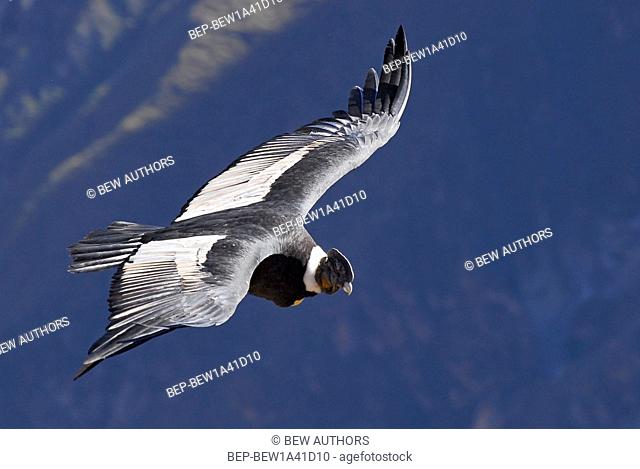 Peru, Arequipa, Colca Canyon, Andean Condor, Vultur gryphus