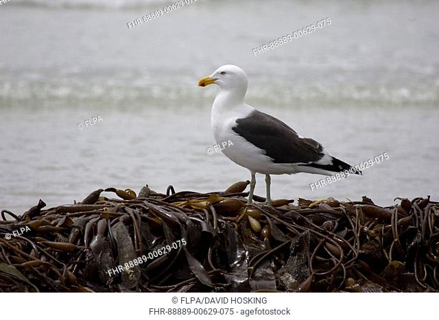 Kelp Gull Larus dominicanus standing on seaweed