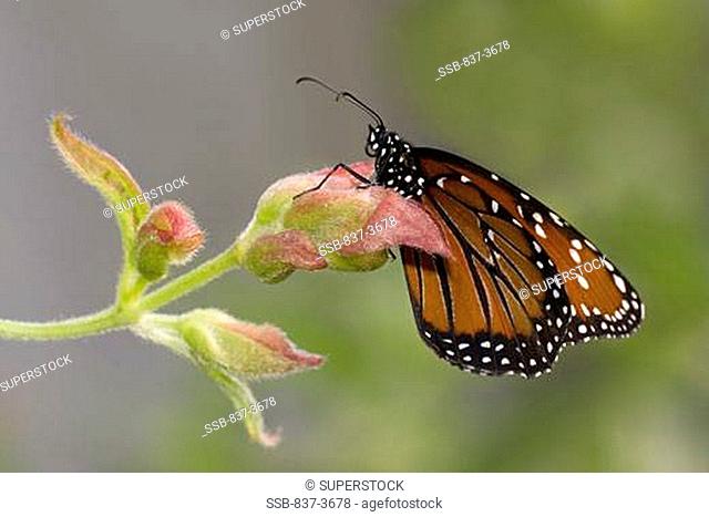 Close-up of a Queen butterfly Danaus gilippus on flowers
