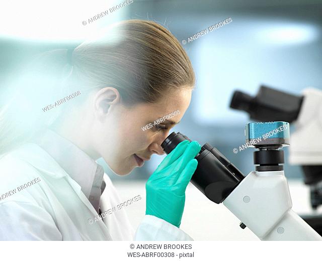 Scientist viewing a sample under a microscope in the laboratory