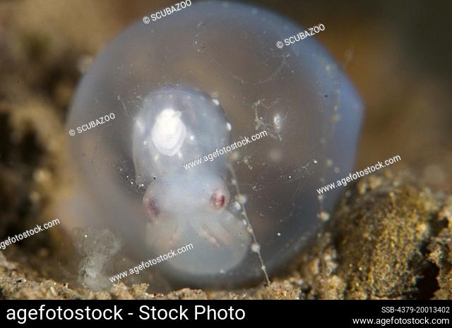 A developed Flamboyant Cuttlefish egg, Metasepia pfefferi, almost ready to hatch, on the inside of a coconut shell, Lembeh Strait, Sulawesi, Indonesia