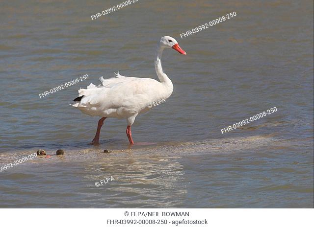Coscoroba Swan Coscoroba coscoroba adult, walking on sand-bar in river, Buenos Aires Province, Argentina, january