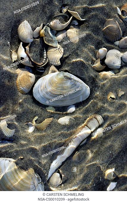 Seashells in the water