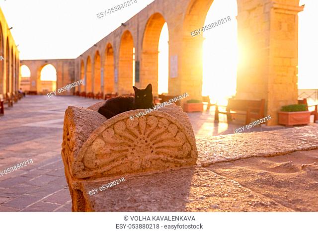 THe black cat in Upper Barrakka Gardens early in the morning at sunrise, Valletta, Malta
