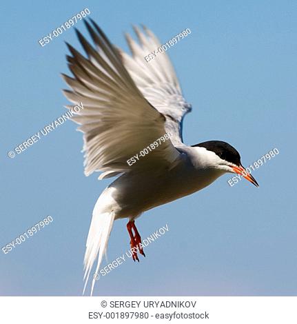 Fliting tern