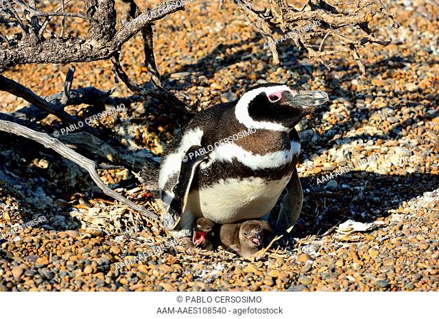 Bird, Magellanic Penguin, Sphenicus Magallanicus, with two newborn chicks calling for food, Peninsula Valdes, Patagonia, Argentina, South Atlantic