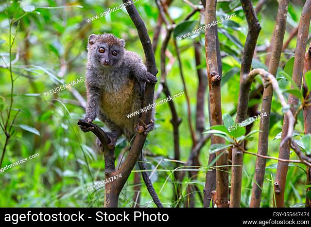 The Funny bamboo lemurs on a tree branch watch the visitors