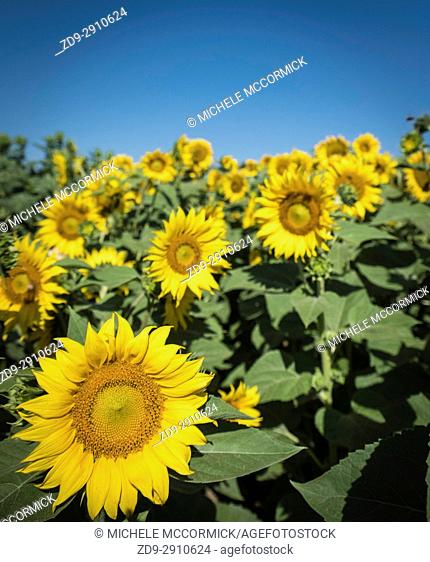 California fields lush with sunflowers in the summer