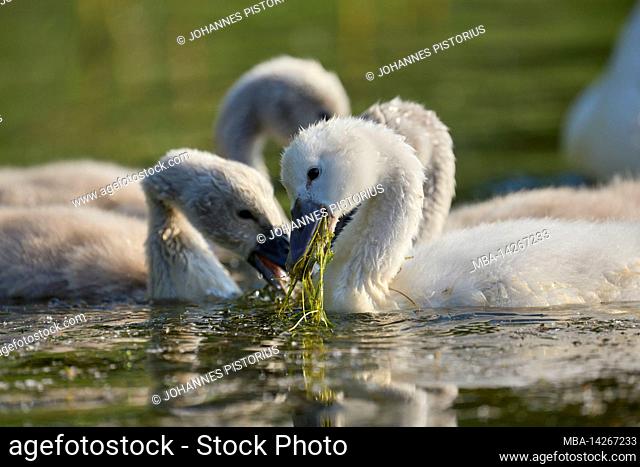 Europe, Germany, Lower Saxony, Otterndorf. Young Mute Swans (Cygnus olor) foraging