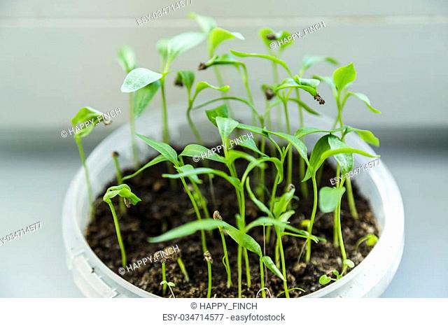 Sprouting tomato seedlings near window