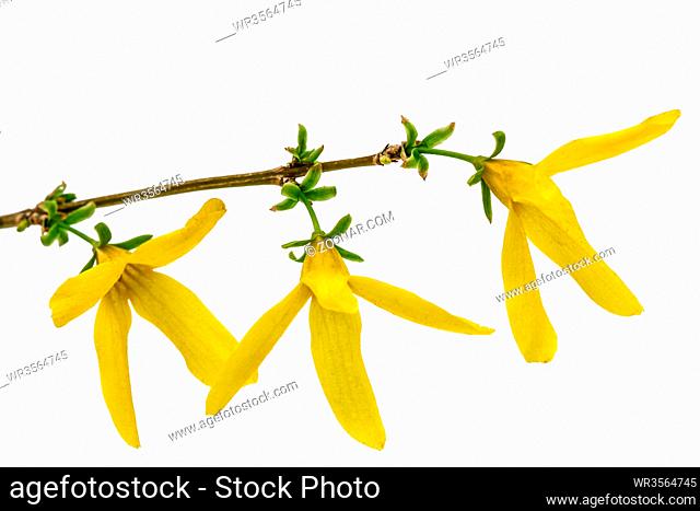 Flowers of forsythia, isolated on white background