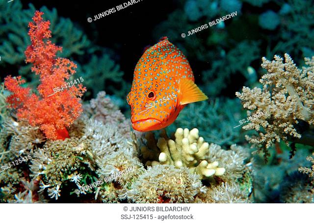 Coral grouper, Cephalopholis miniata, Egypt, Zabargad, Zabarghad, Red Sea