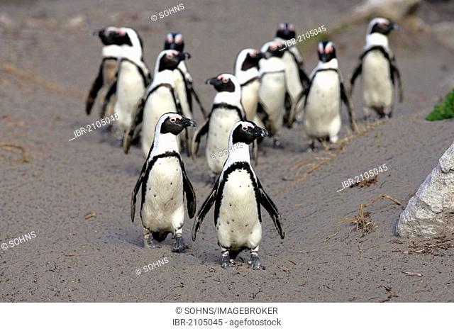 African Penguins, Black-footed Penguin or Jackass Penguin (Spheniscus demersus), group on the beach, Betty's Bay, South Africa, Africa