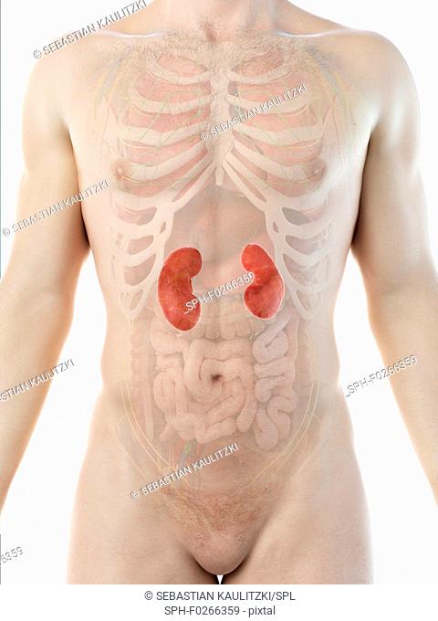 Kidney anatomy, computer illustration