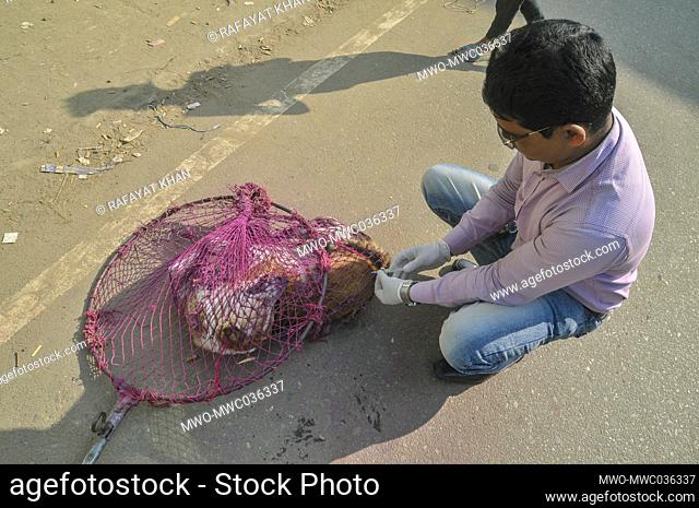 A street dog has been caught in the net trap and is been vaccinated. Under the National Rabies Eradication Program 2020 in Bangladesh