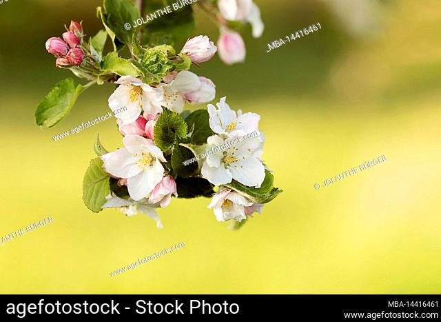 Spring, blossoming apple tree, branch with white flowers, closeup