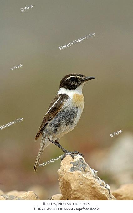 Canary Islands Chat Saxicola dacotiae adult male, perched on rock, Fuerteventura, Canary Islands, march