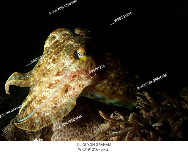Pharao Cuttlefish Sepia pharaonis waving Malapascua Philippines