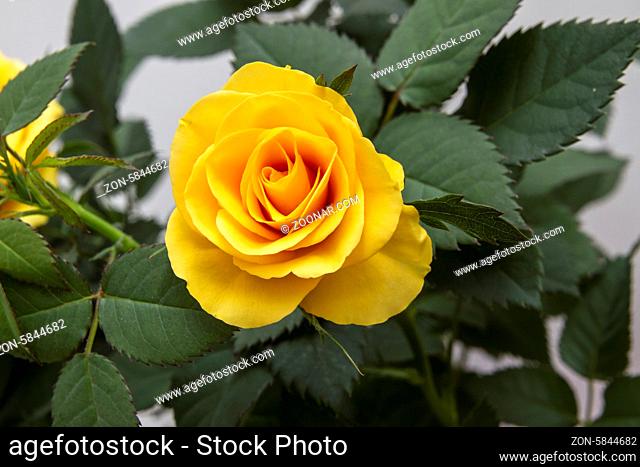 Beautiful fresh yellow rose closeup