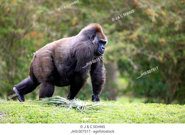 Lowland Gorilla, Gorilla gorilla, Africa, adult female