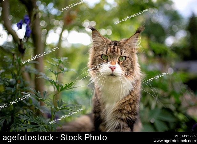 tabby white maine coon cat portrait outdoors in the green back yard