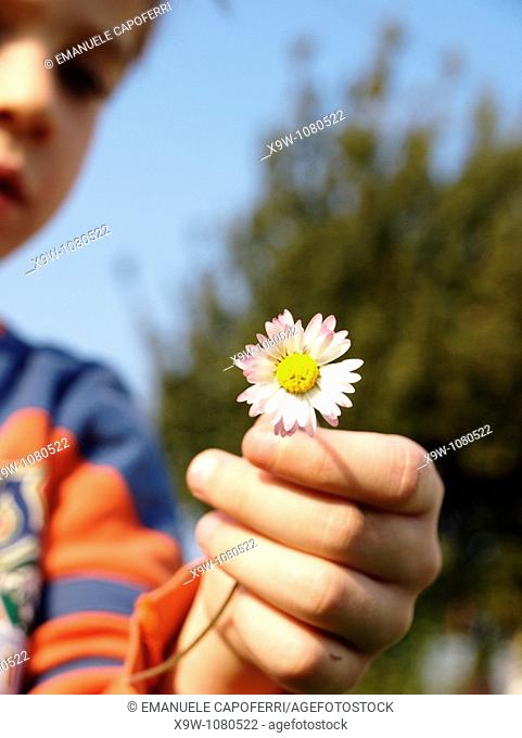 child and flower, daisy