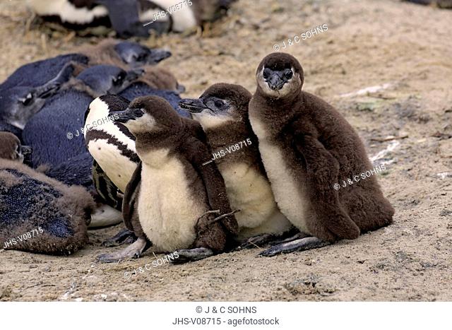 Jackass Penguin, African penguin, (Spheniscus demersus), group of youngs, Boulders Beach, Simonstown, Western Cape, South Africa, Africa