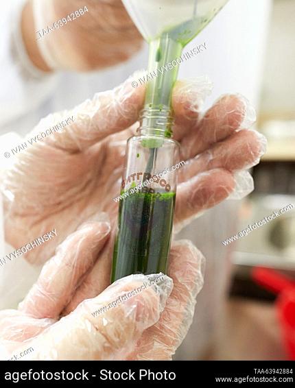 RUSSIA, STAVROPOL - OCTOBER 25, 2023: Making wheatgrass juice on a RosEnergy cricket farm. RosEnergy is a Russian manufacturer of snacks, cricket powder