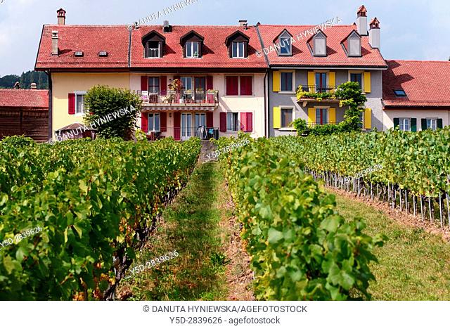 Europe, Switzerland, Canton Vaud, La Côte, Morges district, Féchy near Aubonne, living in the heart of vineyards, autumn time
