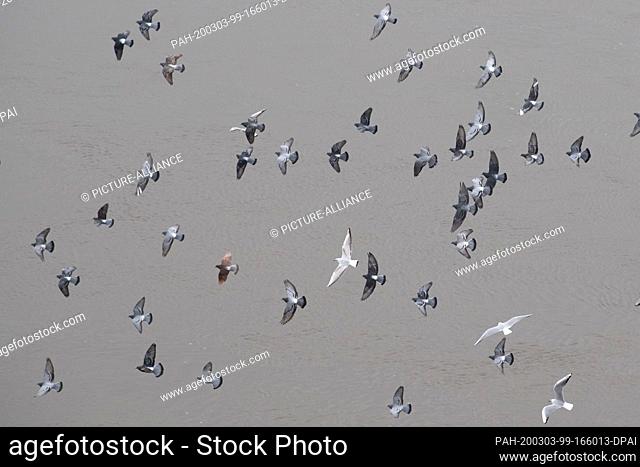 03 March 2020, Saxony, Dresden: Doves and gulls fly over the Elbe. Photo: Sebastian Kahnert/dpa-Zentralbild/dpa. - Dresden/Saxony/Germany