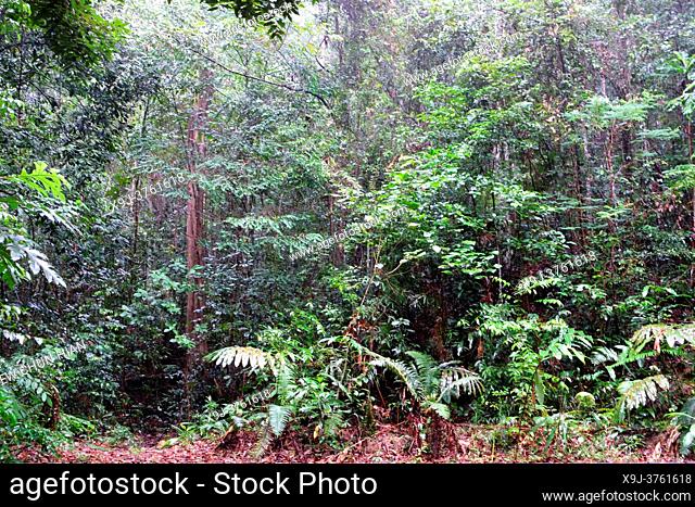 Tropical rain forest lanscape, mount matang, kuching, sarawak, malaysia, borneo