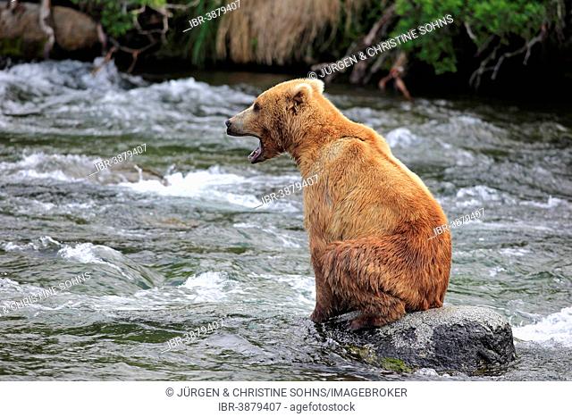 Grizzly Bear (Ursus arctos horribilis) adult, sitting on rock in the water, Brooks River, Katmai National Park and Preserve, Alaska, United States