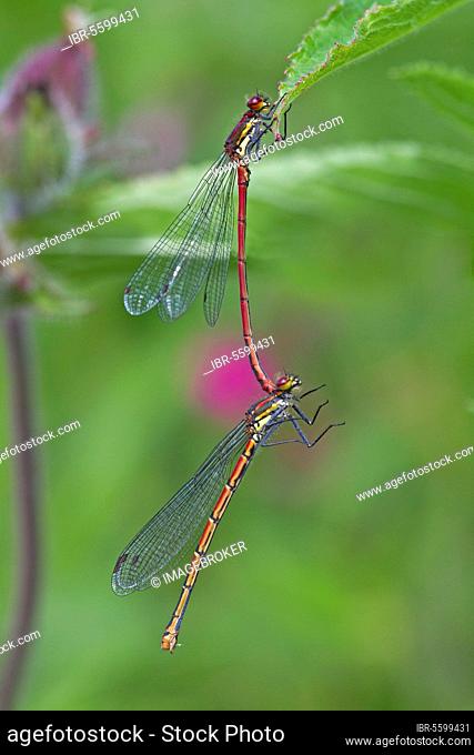 Early damselfly (Pyrrhosoma), Early damselfly, Early damselflies, Other animals, Insects, Dragonflies, Animals, Large Red damselfly