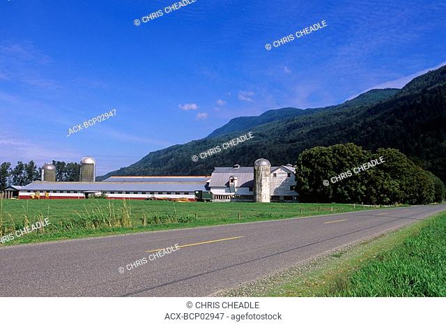 Fraser Valley farm near Chilliwack  Corn field and farm buildings, British Columbia, Canada