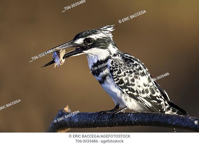 Pied kingfisher (Ceryle rudis) perched on a branch with fish prey. Baringo lake. Kenya, Africa