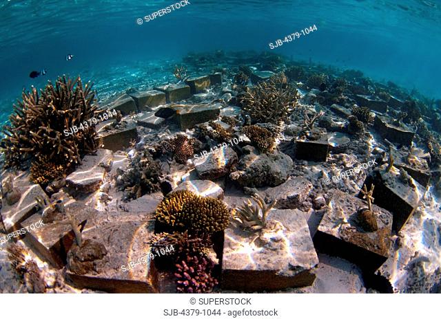 Artificial coral garden at Angsana Maldives Ihuru, North Male Atoll, The Maldives