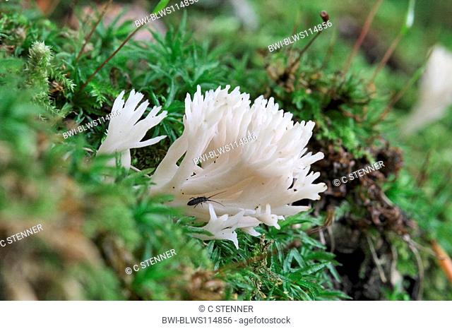 crested coral fungus Clavulina coralloides, Clavulina cristata, fruit bodies between moss, Germany, North Rhine-Westphalia
